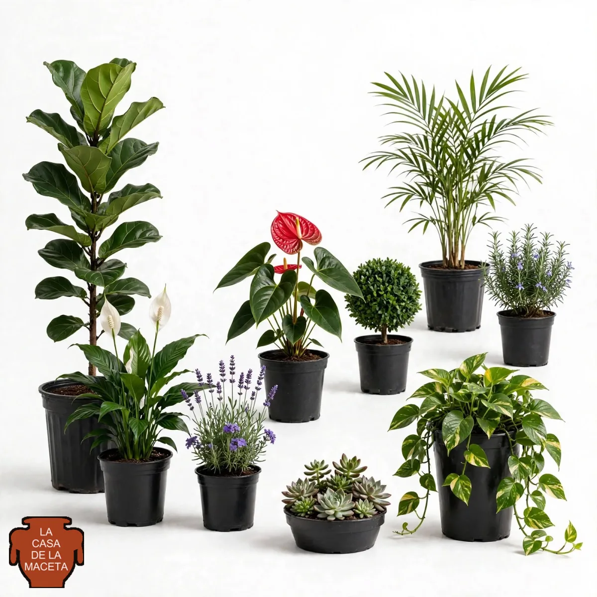 plantas naturales de interior y exterior