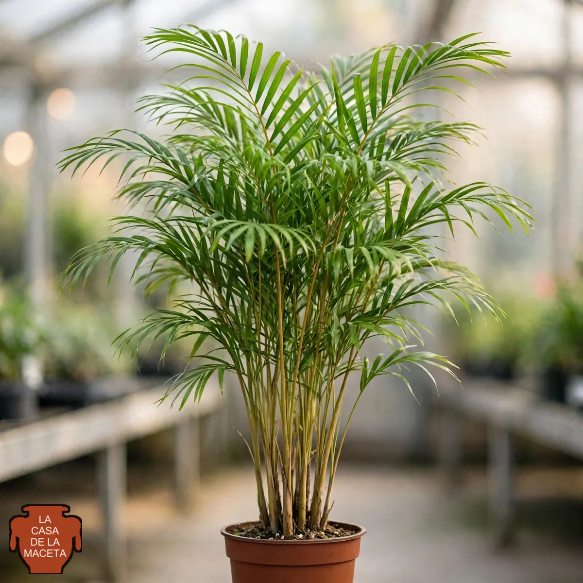 Areca