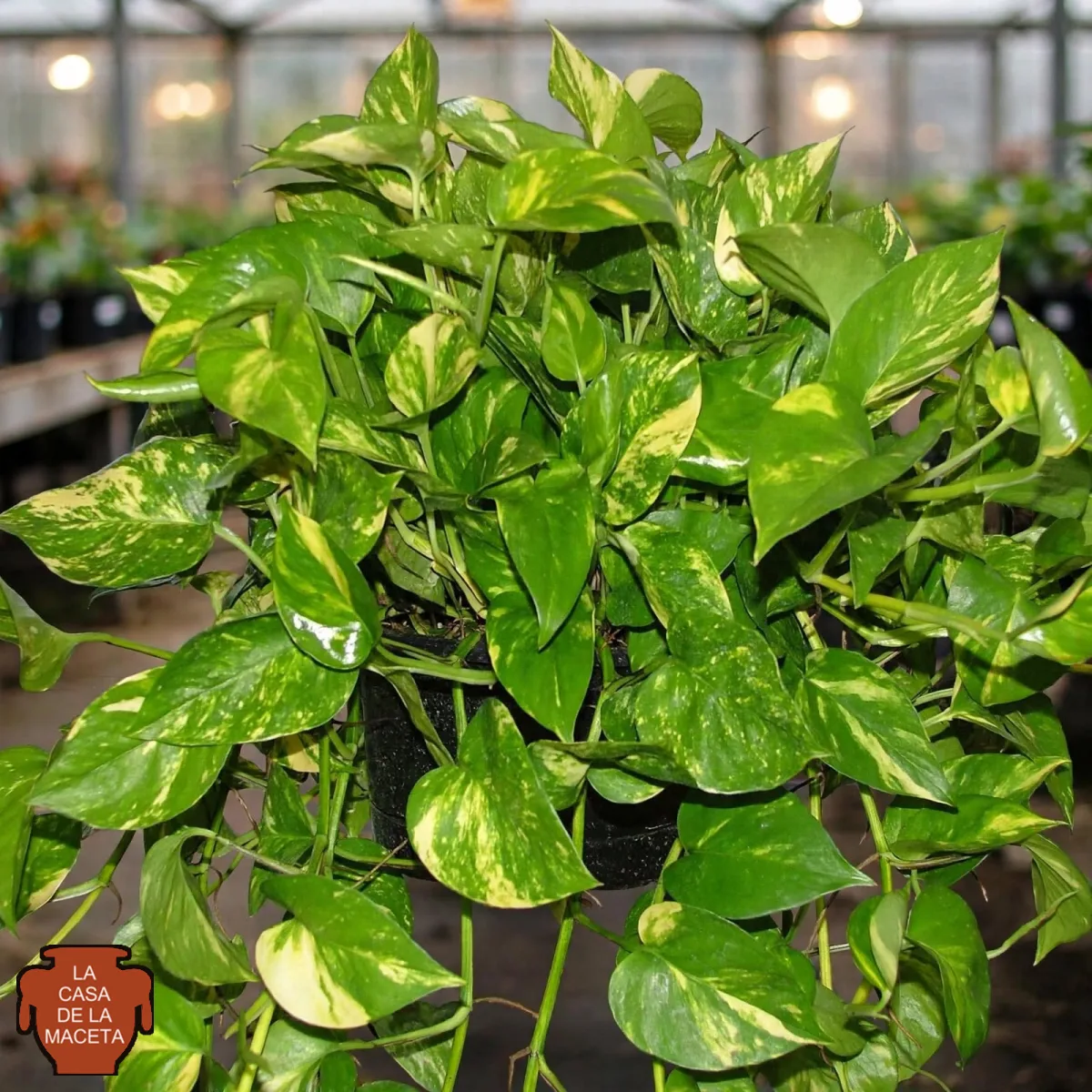Pothos