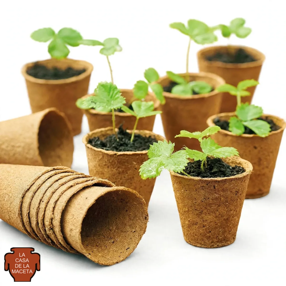 Maceta biodegradable